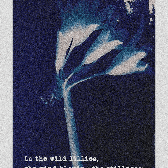 One lilly - a haiga