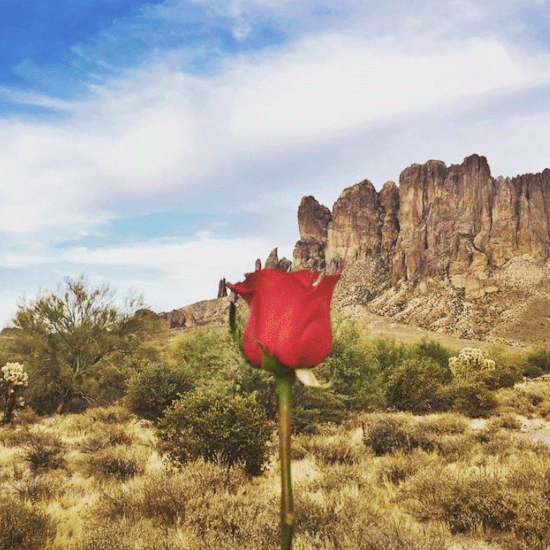 a rose abduction