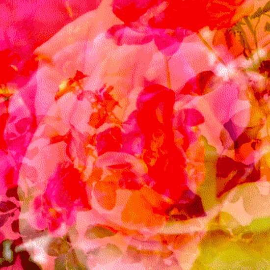 sucked in 🌹