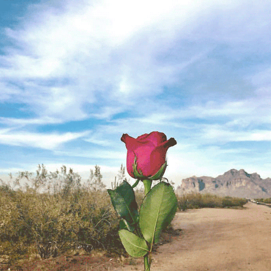 a desert rose