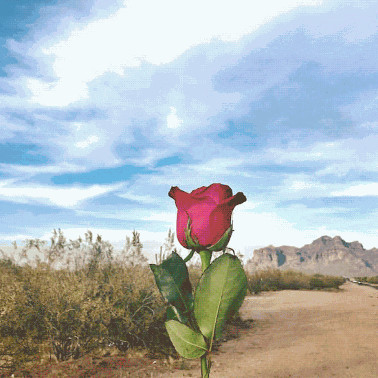 a desert rose