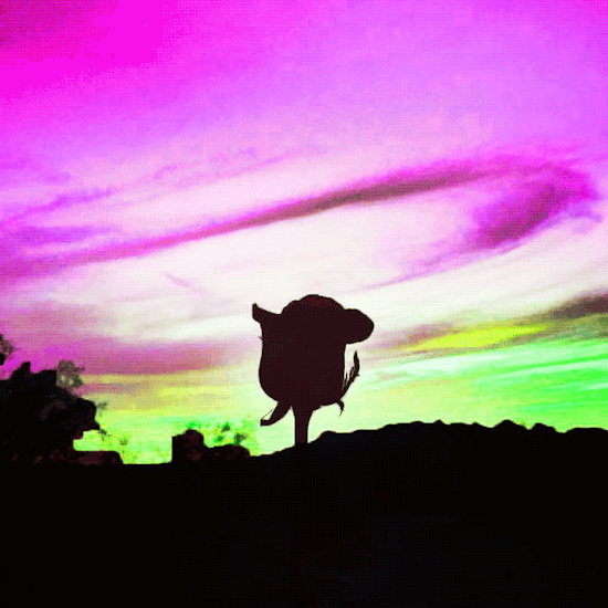a sunset rose