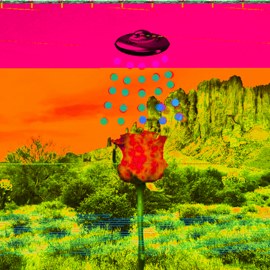 a tripping rose